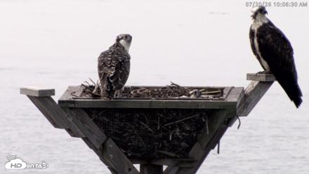 Blackwater Wildlife Refuge Osprey River Platform Live Cam - Jul 20, 2026, 10:07am EDT