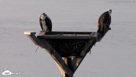 Blackwater Wildlife Refuge Osprey River Platform Live Cam - Aug 15, 2026, 7:43am EDT