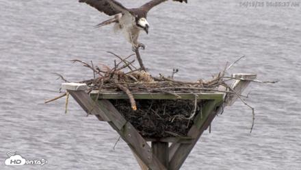 Blackwater Wildlife Refuge Osprey River Platform Live Cam - Apr 19, 2026, 8:56am EDT