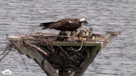 Blackwater Wildlife Refuge Osprey River Platform Live Cam - Jul 9, 2026, 3:23pm EDT