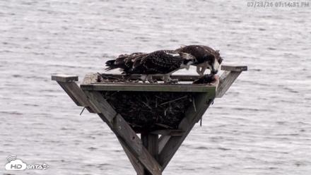 Blackwater Wildlife Refuge Osprey River Platform Live Cam - Jul 28, 2026, 7:15pm EDT
