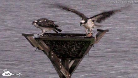 Blackwater Wildlife Refuge Osprey River Platform Live Cam - Jul 28, 2026, 8:08pm EDT