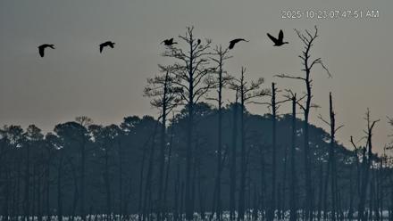 Blackwater Wildlife Refuge Osprey River Platform Live Cam - Oct 23, 2025, 7:48am EDT
