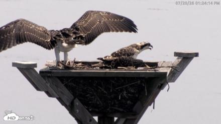 Blackwater Wildlife Refuge Osprey River Platform Live Cam - Jul 20, 2026, 1:25pm EDT