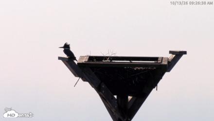 Blackwater Wildlife Refuge Osprey River Platform Live Cam - Oct 13, 2026, 9:27am EDT