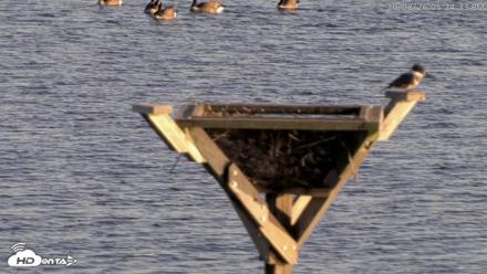 Blackwater Wildlife Refuge Osprey River Platform Live Cam - Oct 8, 2026, 5:25pm EDT