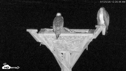 Blackwater Wildlife Refuge Osprey River Platform Live Cam - Jul 25, 2026, 12:27am EDT