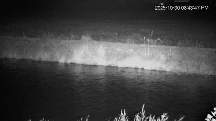 Blackwater Wildlife Refuge Osprey River Platform Live Cam - Oct 30, 2025, 8:44pm EDT