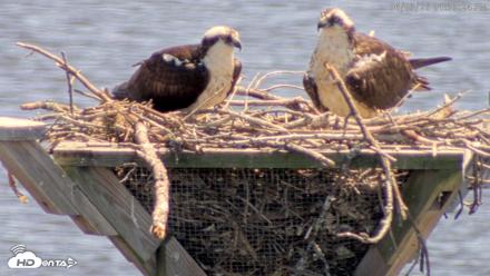Blackwater Wildlife Refuge Osprey River Platform Live Cam - Jun 3, 2026, 1:34pm EDT