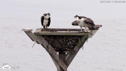 Blackwater Wildlife Refuge Osprey River Platform Live Cam - Aug 14, 2026, 12:00pm EDT