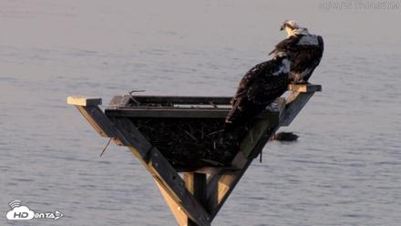 Blackwater Wildlife Refuge Osprey River Platform Live Cam - Aug 9, 2026, 7:05am EDT