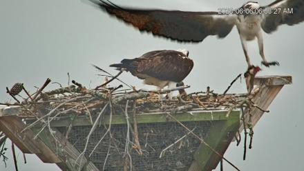 Blackwater Wildlife Refuge Osprey River Platform Live Cam - Jun 6, 2025, 6:54am EDT