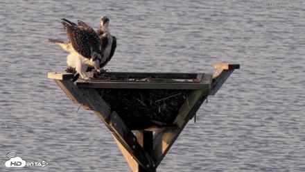 Blackwater Wildlife Refuge Osprey River Platform Live Cam - Jul 29, 2026, 7:23am EDT