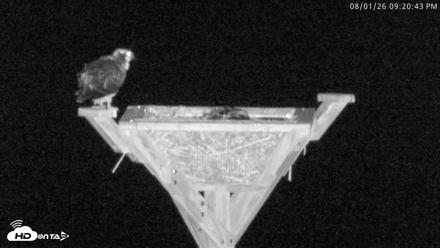 Blackwater Wildlife Refuge Osprey River Platform Live Cam - Aug 1, 2026, 9:21pm EDT