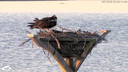 Blackwater Wildlife Refuge Osprey River Platform Live Cam - May 16, 2026, 6:08am EDT