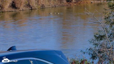Blackwater Wildlife Refuge Osprey River Platform Live Cam - Oct 30, 2026, 9:47am EDT