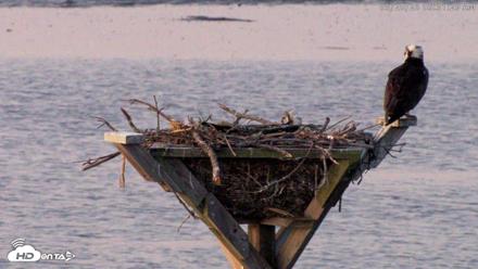 Blackwater Wildlife Refuge Osprey River Platform Live Cam - May 20, 2026, 5:32am EDT
