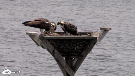 Blackwater Wildlife Refuge Osprey River Platform Live Cam - Jul 22, 2026, 2:40pm EDT