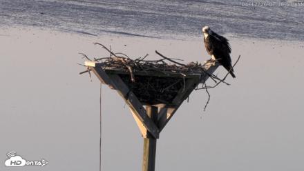 Blackwater Wildlife Refuge Osprey River Platform Live Cam - Apr 12, 2026, 7:31am EDT