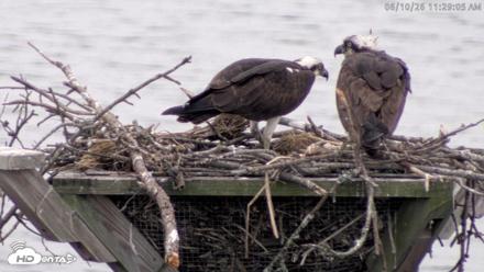 Blackwater Wildlife Refuge Osprey River Platform Live Cam - Jun 10, 2026, 11:29am EDT