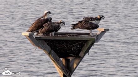 Blackwater Wildlife Refuge Osprey River Platform Live Cam - Jul 28, 2026, 7:27am EDT