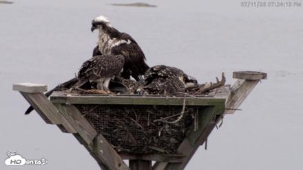 Blackwater Wildlife Refuge Osprey River Platform Live Cam - Jul 11, 2026, 7:24pm EDT