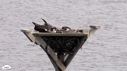 Blackwater Wildlife Refuge Osprey River Platform Live Cam - Jul 29, 2026, 3:37pm EDT