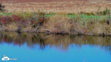 Blackwater Wildlife Refuge Osprey River Platform Live Cam - Oct 26, 2026, 9:19am EDT