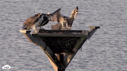 Blackwater Wildlife Refuge Osprey River Platform Live Cam - Jul 29, 2026, 7:23am EDT