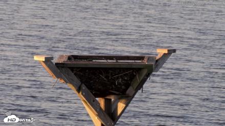 Blackwater Wildlife Refuge Osprey River Platform Live Cam - Aug 6, 2026, 6:49am EDT