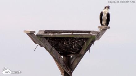 Blackwater Wildlife Refuge Osprey River Platform Live Cam - Aug 28, 2026, 6:34am EDT