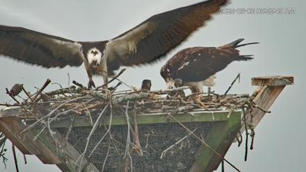 Blackwater Wildlife Refuge Osprey River Platform Live Cam - Jun 6, 2025, 6:57am EDT
