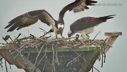 Blackwater Wildlife Refuge Osprey River Platform Live Cam - Jun 6, 2025, 6:56am EDT