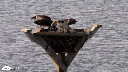 Blackwater Wildlife Refuge Osprey River Platform Live Cam - Aug 21, 2026, 9:24am EDT