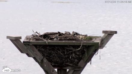 Blackwater Wildlife Refuge Osprey River Platform Live Cam - Jul 12, 2026, 11:25am EDT