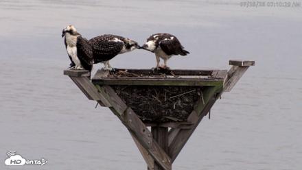 Blackwater Wildlife Refuge Osprey River Platform Live Cam - Jul 25, 2026, 7:11am EDT