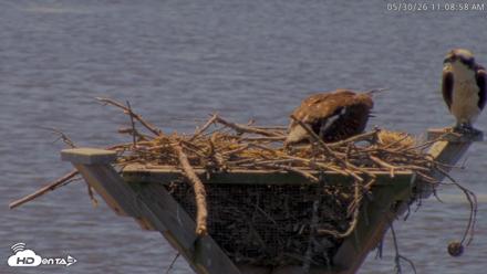 Blackwater Wildlife Refuge Osprey River Platform Live Cam - May 30, 2026, 11:09am EDT