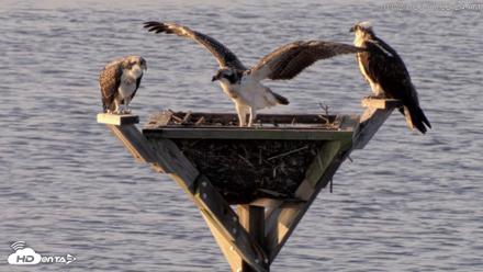 Blackwater Wildlife Refuge Osprey River Platform Live Cam - Jul 23, 2026, 7:23am EDT