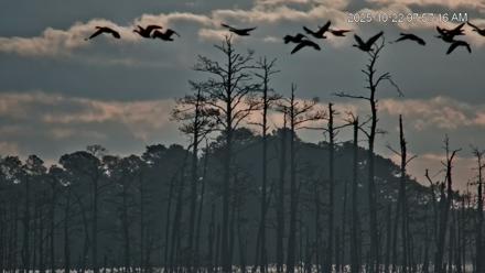 Blackwater Wildlife Refuge Osprey River Platform Live Cam - Oct 22, 2025, 7:58am EDT