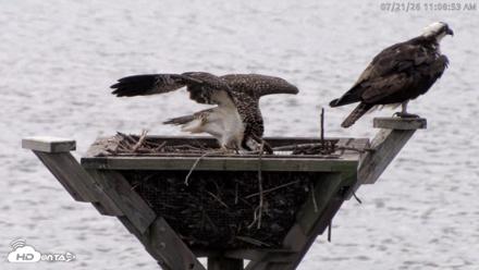 Blackwater Wildlife Refuge Osprey River Platform Live Cam - Jul 21, 2026, 11:09am EDT
