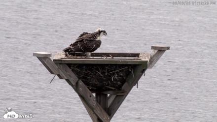 Blackwater Wildlife Refuge Osprey River Platform Live Cam - Aug 3, 2026, 1:13pm EDT
