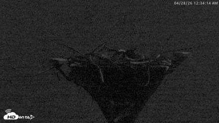 Blackwater Wildlife Refuge Osprey River Platform Live Cam - Apr 28, 2026, 12:35am EDT