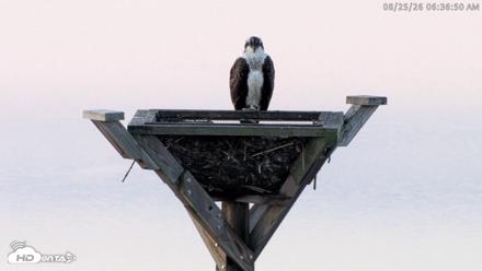 Blackwater Wildlife Refuge Osprey River Platform Live Cam - Aug 25, 2026, 6:37am EDT
