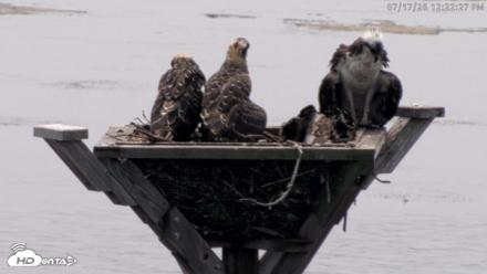 Blackwater Wildlife Refuge Osprey River Platform Live Cam - Jul 17, 2026, 12:23pm EDT
