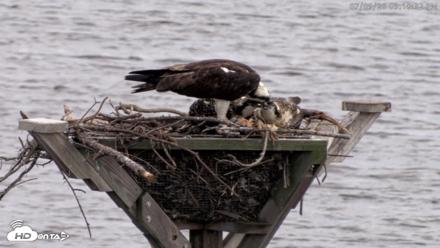 Blackwater Wildlife Refuge Osprey River Platform Live Cam - Jul 9, 2026, 3:19pm EDT