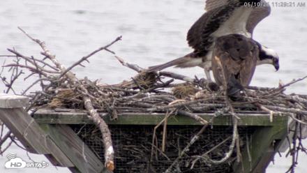 Blackwater Wildlife Refuge Osprey River Platform Live Cam - Jun 10, 2026, 11:30am EDT