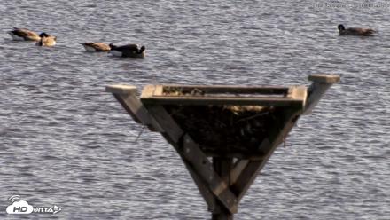 Blackwater Wildlife Refuge Osprey River Platform Live Cam - Oct 8, 2026, 2:30pm EDT