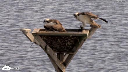 Blackwater Wildlife Refuge Osprey River Platform Live Cam - Aug 18, 2026, 3:36pm EDT