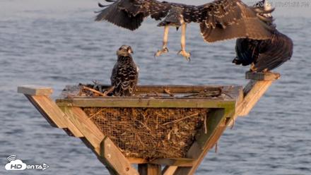 Blackwater Wildlife Refuge Osprey River Platform Live Cam - Jul 20, 2026, 7:42pm EDT