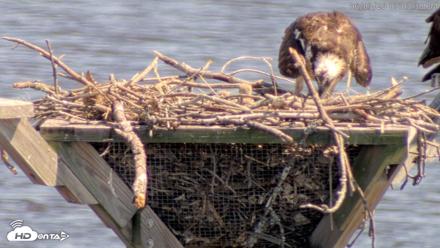 Blackwater Wildlife Refuge Osprey River Platform Live Cam - Jun 3, 2026, 3:04pm EDT